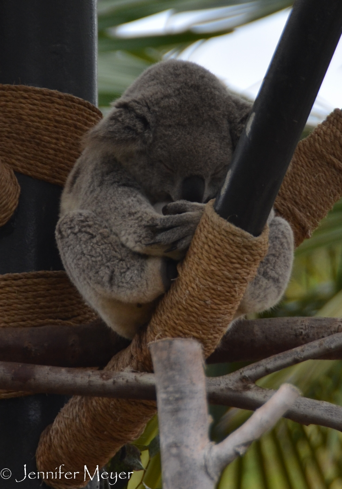 The ranger told us that this one has a "joey" in her pouch.