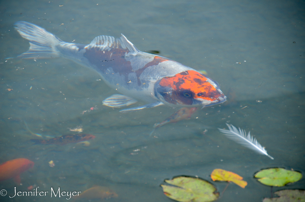 After lunch we walked by the koi pond...