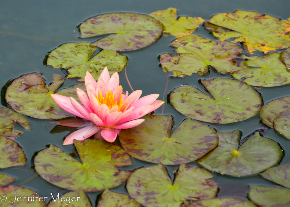 ...with water lilies.