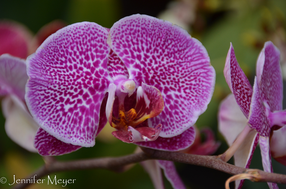 ...to the orchid greenhouse.
