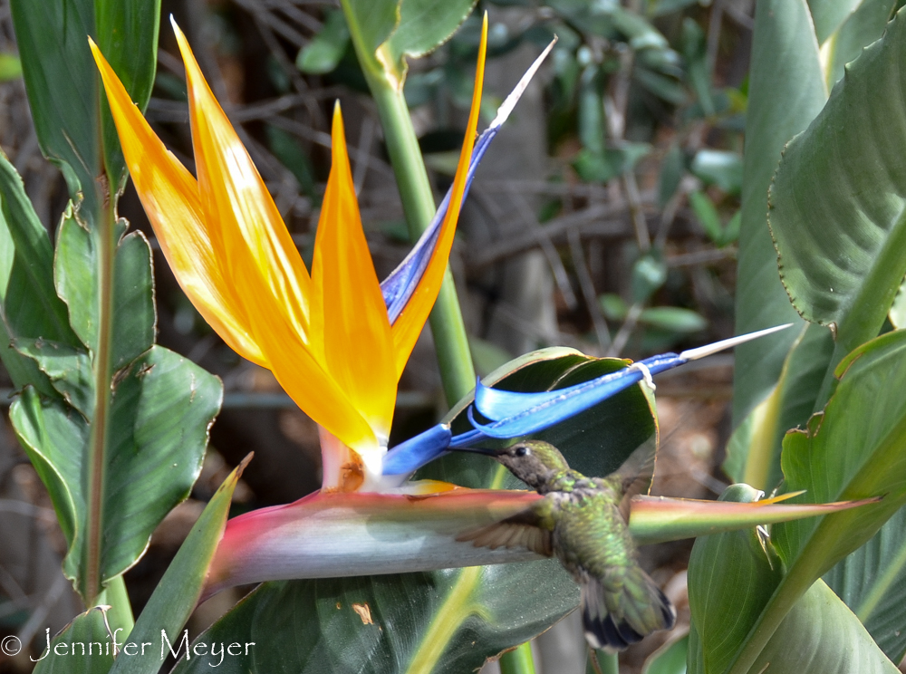 Walking back to the zoo, we watched a hummingbird eat lunch.