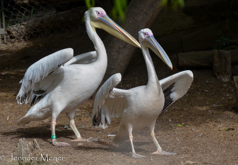 White pelicans in the zoo.