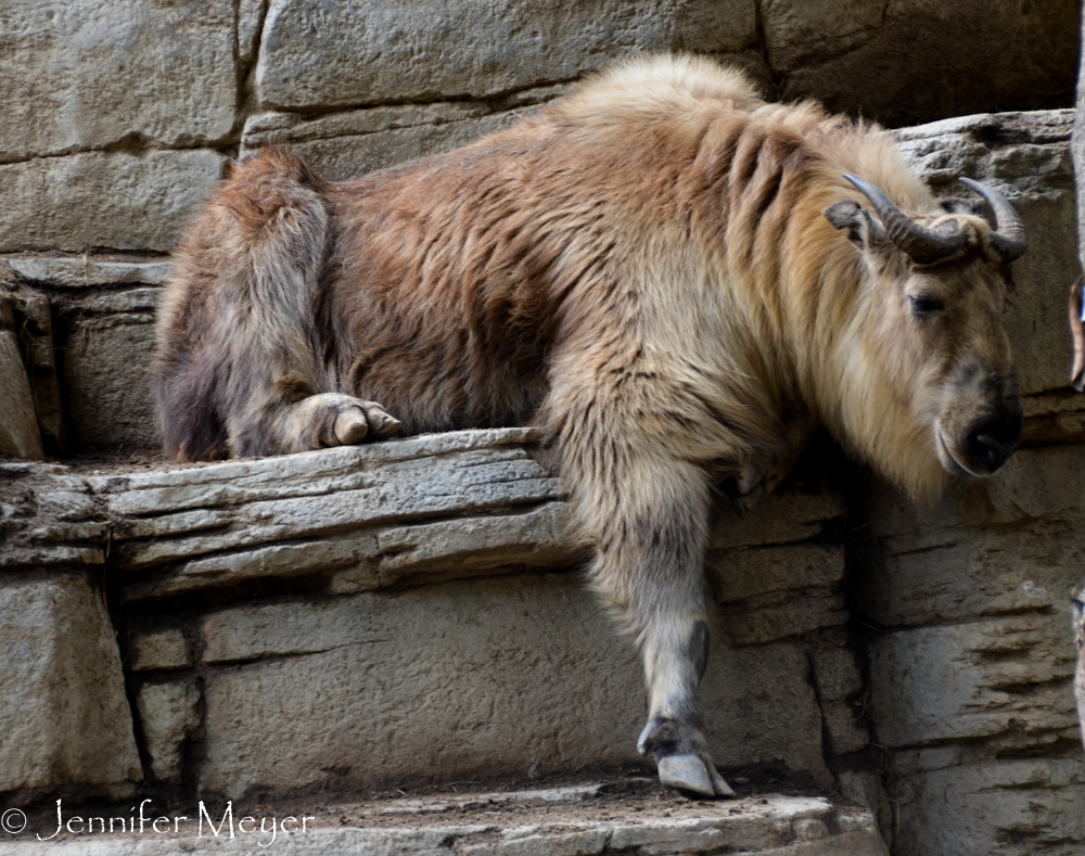 In the late afternoon, the zoo animals all seemed a bit lazier.