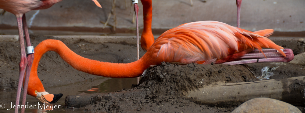 This flamingo was tired of standing all the time.