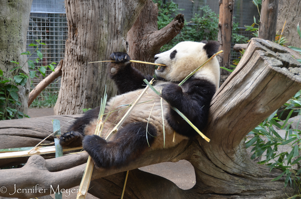 And this young panda was quite laid back.