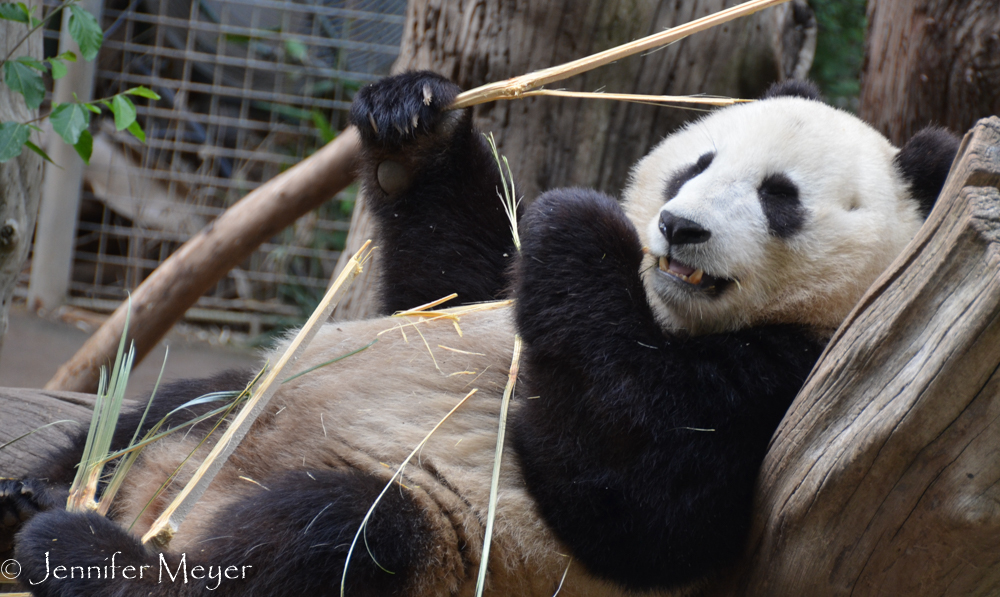 It's rare to see a panda so close in the exhibit.