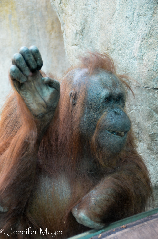 The orangutang was curious about Kate.