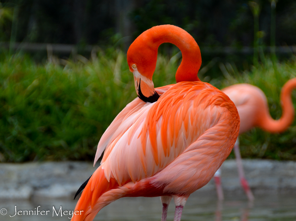 Judging by their color, these flamingos get a lot of shrimp.