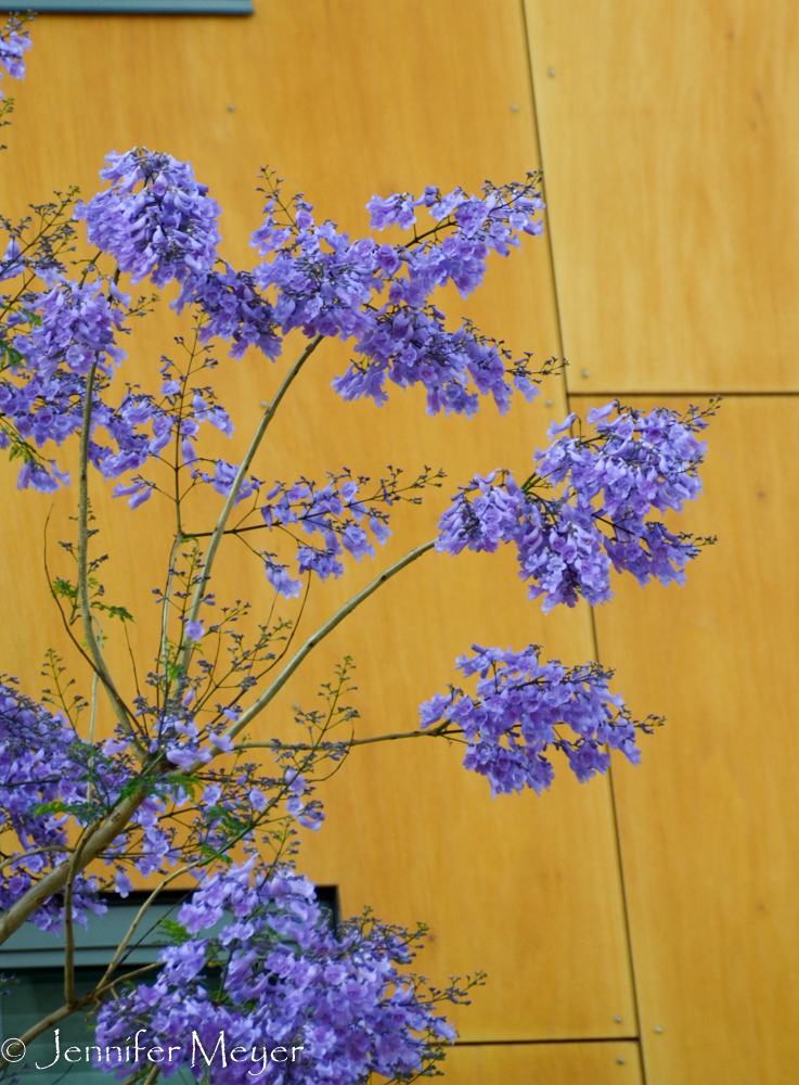 The jacaranda trees are in bloom all over the city.