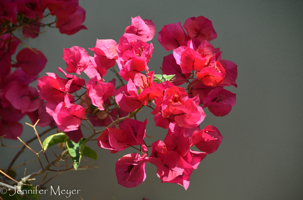 Bougenvilla bushes are so beautiful.