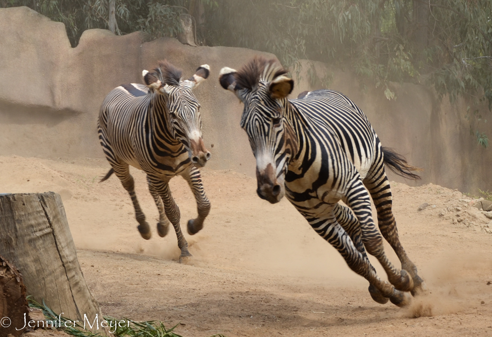 Later we saw zebras that were not so calm.