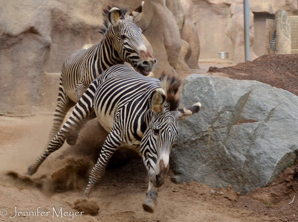 It was a rough mating dance with lots of kicking and biting.