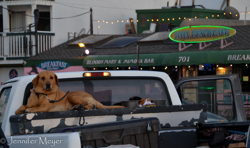 The dog was enjoying the sunset, too.