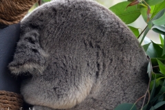 Most the koalas were fast asleep after lunch.