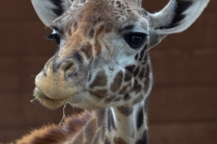 Giraffes have such a nonplussed look about them.