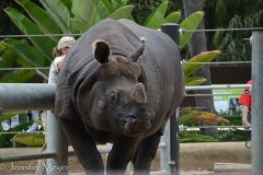 This black rhino was getting a back scratch from a keeper.