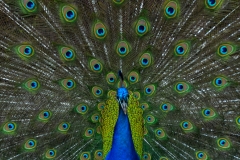 A peacock on the sidewalk gave us a show.