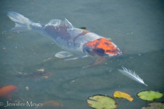 After lunch we walked by the koi pond...