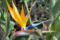 Walking back to the zoo, we watched a hummingbird eat lunch.
