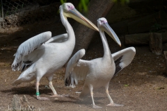 White pelicans in the zoo.