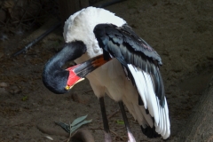 Stork.