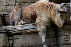 In the late afternoon, the zoo animals all seemed a bit lazier.