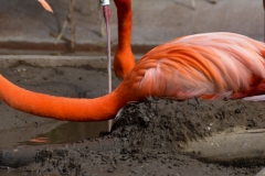 This flamingo was tired of standing all the time.