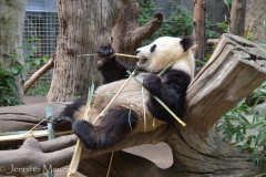 And this young panda was quite laid back.