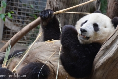 It's rare to see a panda so close in the exhibit.