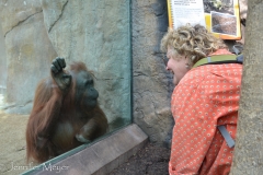 And Kate loves orangutangs.