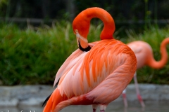 Judging by their color, these flamingos get a lot of shrimp.