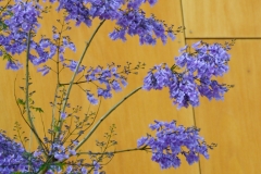 The jacaranda trees are in bloom all over the city.