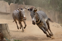 Later we saw zebras that were not so calm.