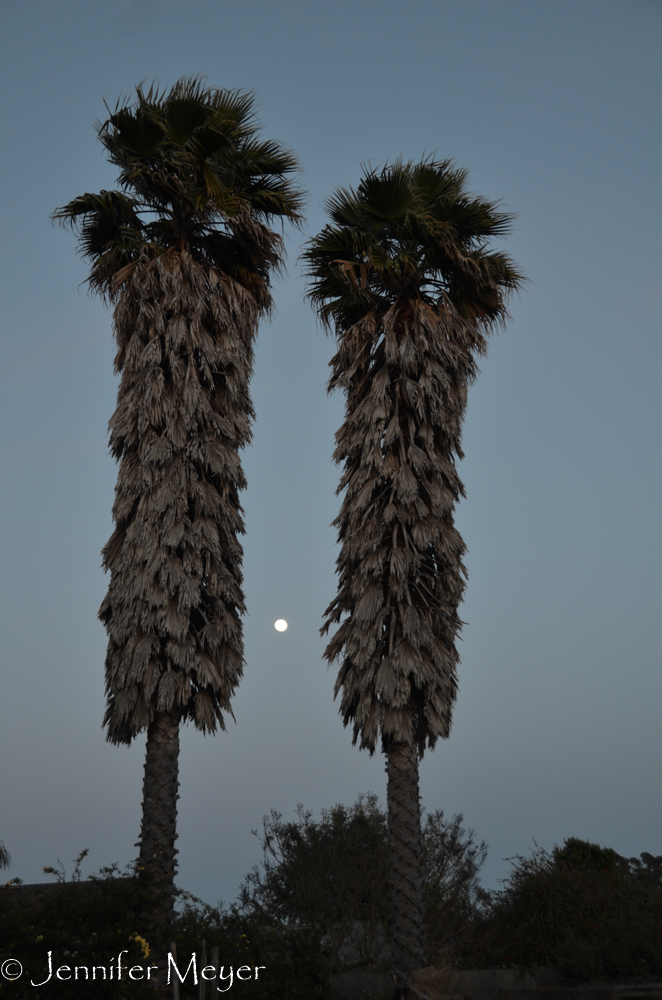 Full moon between palms.