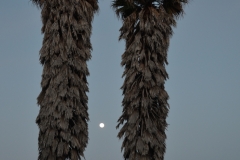 Full moon between palms.