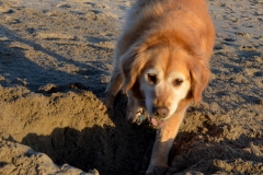 Bailey loves digging.