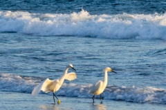 Egrets in the surf.