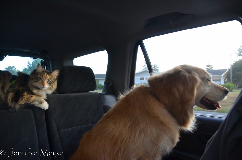After dinner, we took the kids for a drive.