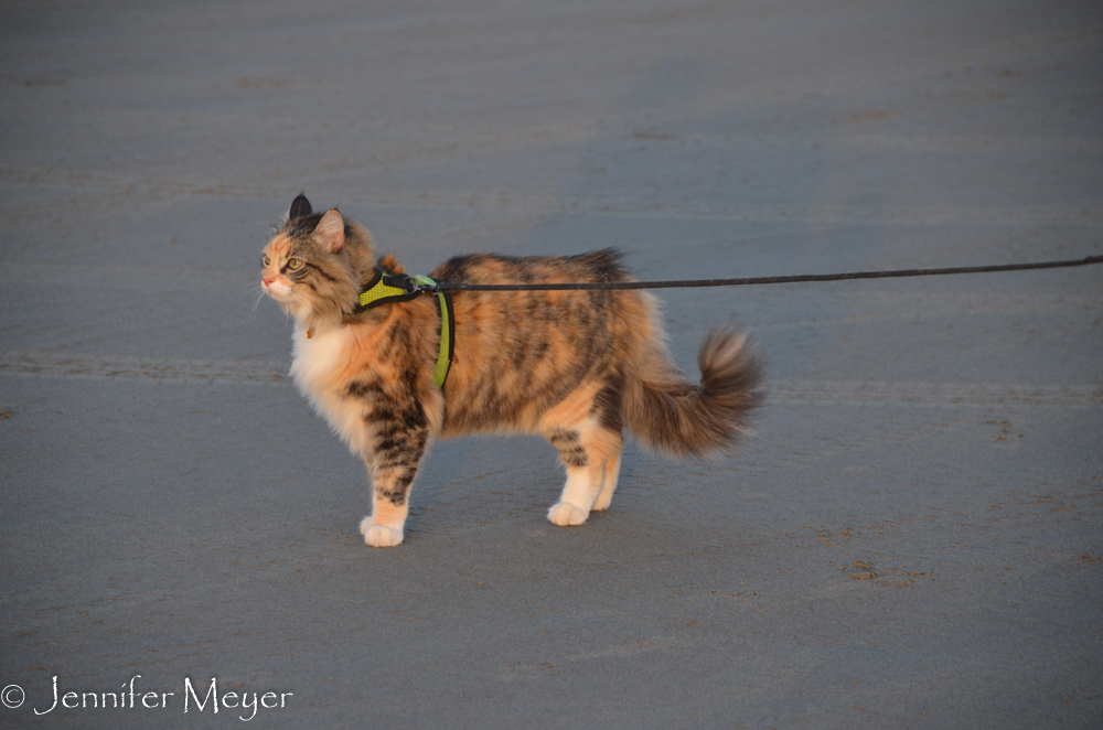 It was too windy for Gypsy's tastes.