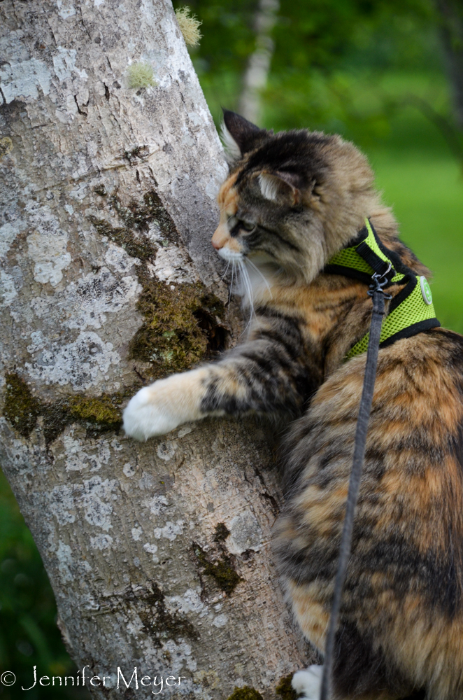 Gypsy loves a good tree.