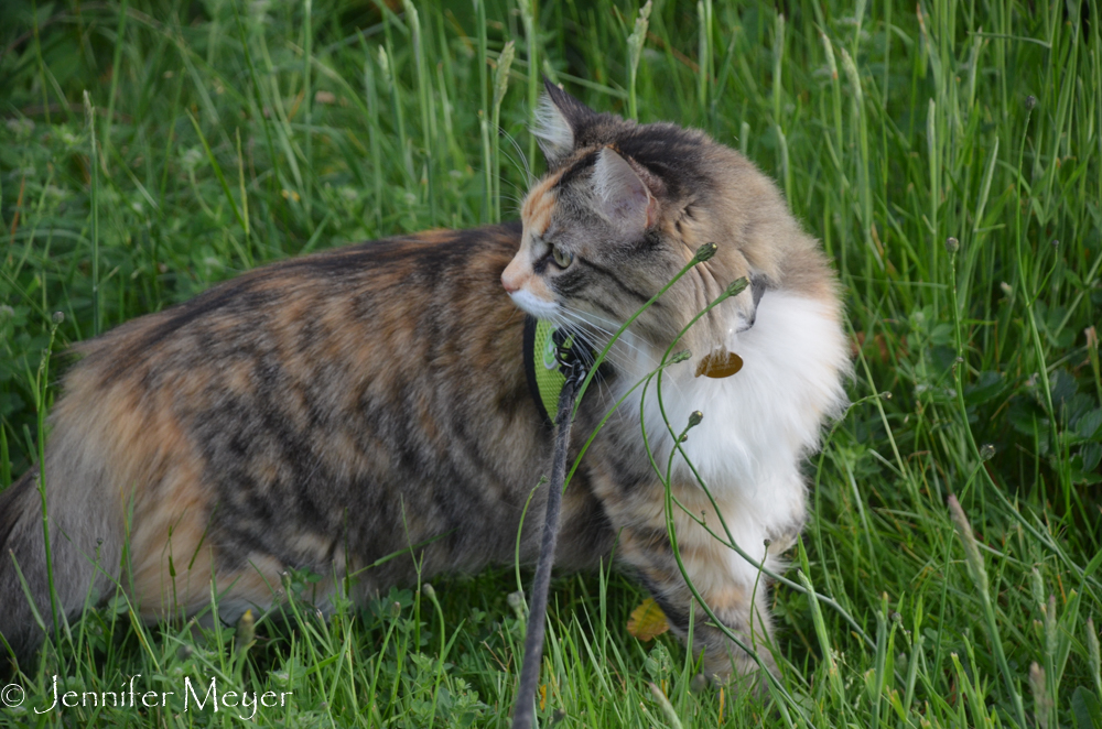 Gypsy's happy to be out with us.