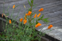 Poppies by the deck.