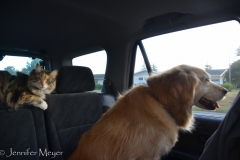 After dinner, we took the kids for a drive.