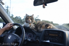 Gypsy adapts to the car's smaller dash.