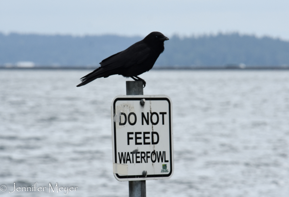I don't think the crow is waterfowl, but we didn't feed anyway.