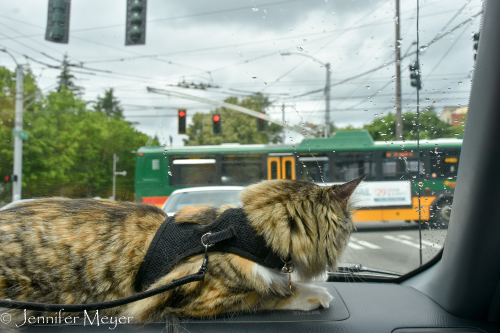 Cruising through the city.