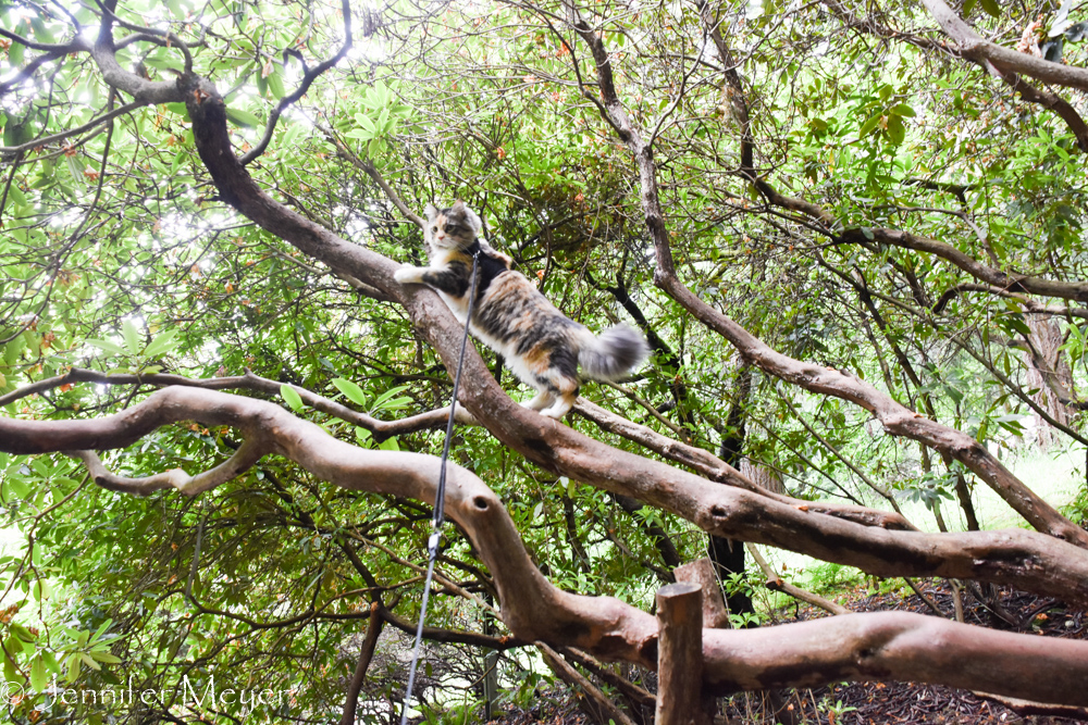 Gypsy climbed a lot of trees.