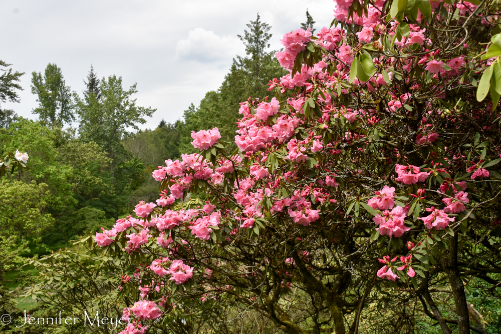 Rhodies were in bloom.