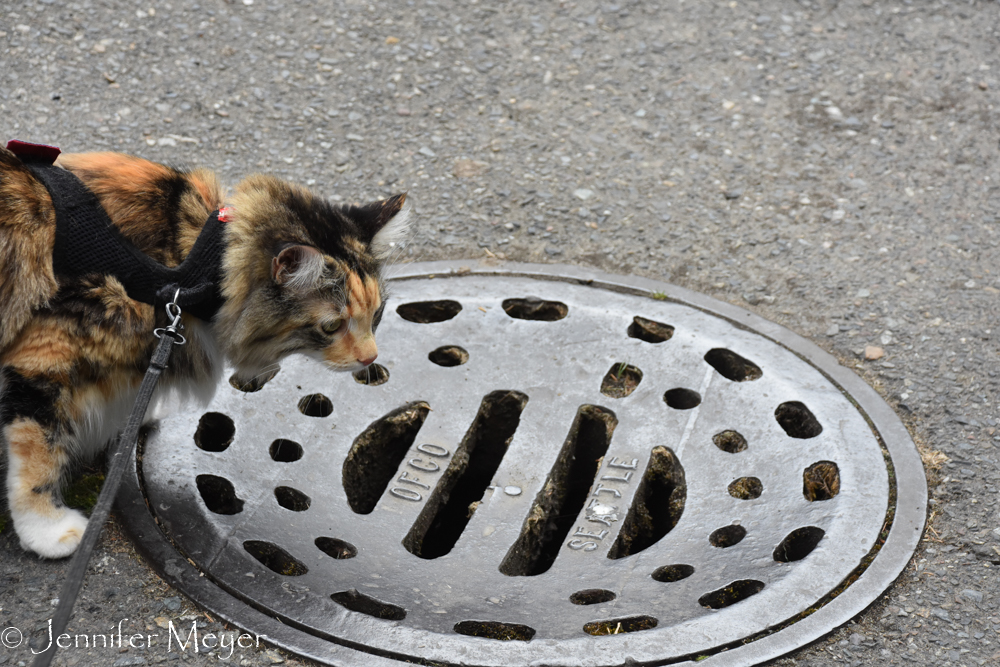 Curious about a manhole.