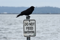 I don't think the crow is waterfowl, but we didn't feed anyway.